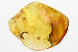 Fossil Ant-Like Stone Beetle and Leaf in Baltic Amber #346612-1
